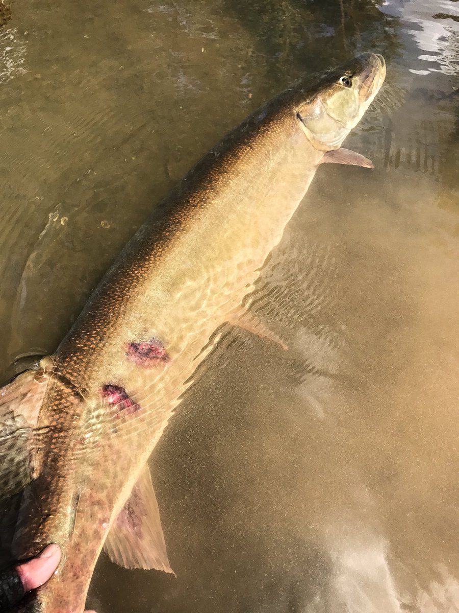 KeystoneAngler's tweet photo. Most Pa fishermen are counting the days until their favorite trout waters open back up....A small minority of us are waiting for that same water to open up! #musky #pamusky #MuskieFishing #muskyonthefly #keystoneanglersguideservice #esox @fishandboat https://t.co/FylVZwV8Mb
