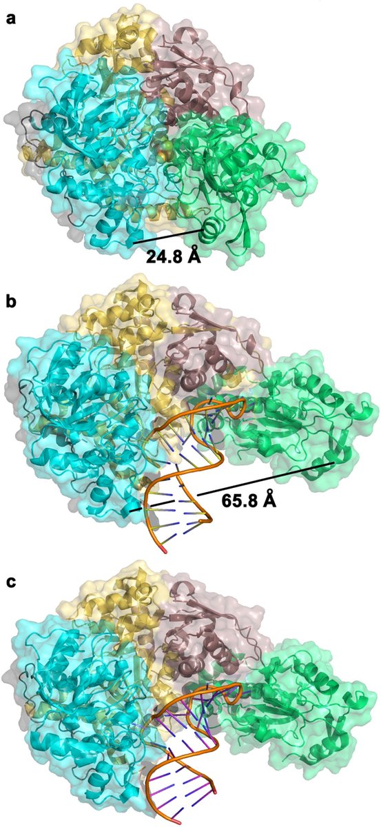 garcinlab's tweet photo. Dr. Garcin recently wrote an excellent review on non-canonical interactions between GAPDH and RNA. Check it out! ---> https://t.co/XnQO1mXnYJ https://t.co/qRRGtzmIVk