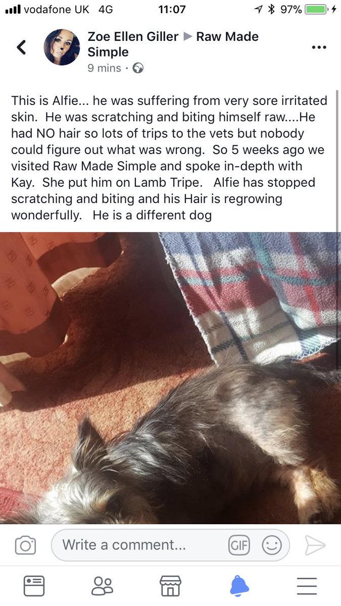 RawMadeSimpleUK's tweet photo. This is the kind of feedback we love and it’s great to see Alfie back on his feet and back to normal. This is NOT a business to us, it’s a PASSION.#dogs #rawdogfood #feedingraw #dogsofinstagram #loveyourdog https://t.co/KIVCER2MIN