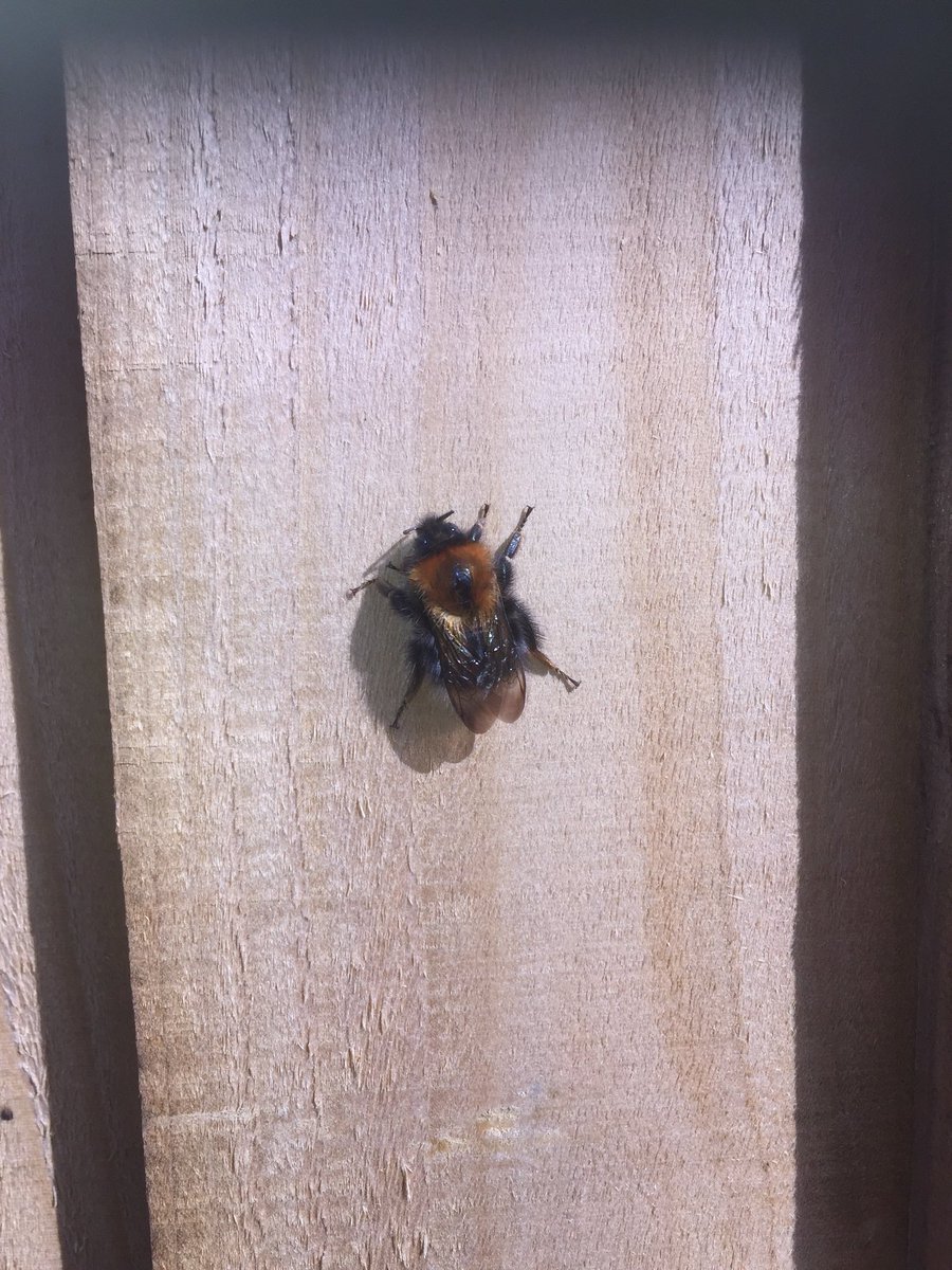 AntiVerm's tweet photo. The bees are out. Bring on the wasps 🐝 #pestcontrol #wasps #spring #leeds https://t.co/xD22xfEo8g