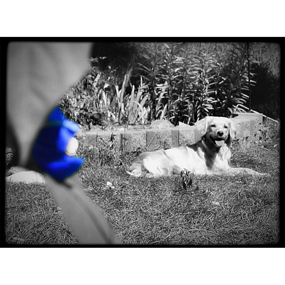 CPD_04's tweet photo. (What's the Story) Morning Glory?
#dog #doggo #pup #pupper #puppy #spanador #spanadorsofinstagram #dogsofinstagram #dogsofmichigan #photography #dogart #dogphotography #blackandwhitephotography #art https://t.co/pxfySQN24n