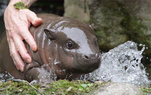 EverydayHippo tweet picture