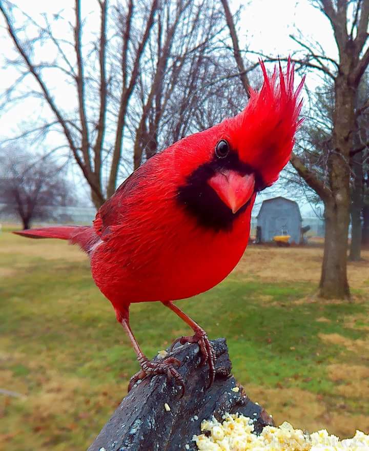 SLMPD's tweet photo. Happy Opening Day! Go @Cardinals!! #CardinalNation #OpeningDaySTL 

Photo compliments of Sgt. Joseph Calabro https://t.co/yEZNnl5wU8