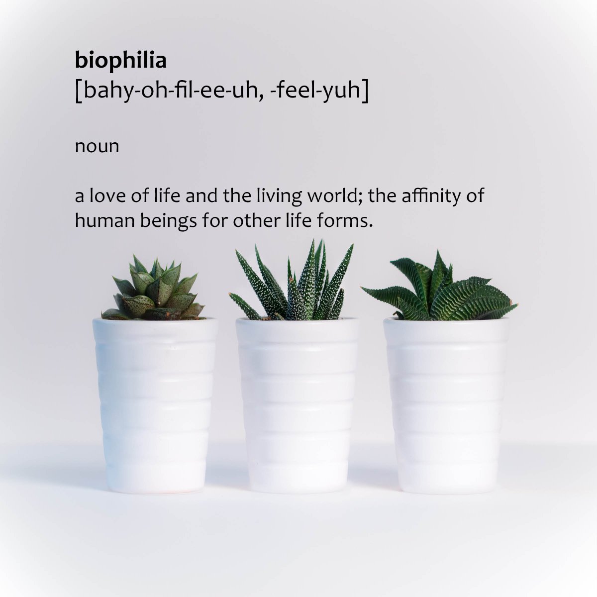 Desired_Designs's tweet photo. *NEW* blog post here:https://t.co/v7QqY46qYY. #biophilia #pursuepretty #livingart #livingwall #moss #airplants #biophilicdesign #articulture #plantlife #designeducation #desireddesignsllc #inspiration #newblogpost #onetofollow #keepitlocalcle #sheincle https://t.co/pmyfC5FYjJ