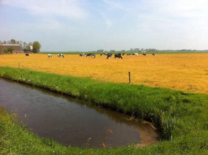 Glyfosaat Word Even Verboden Voor Particulier - Tuinbabbel - Forum -  Tuinadvies