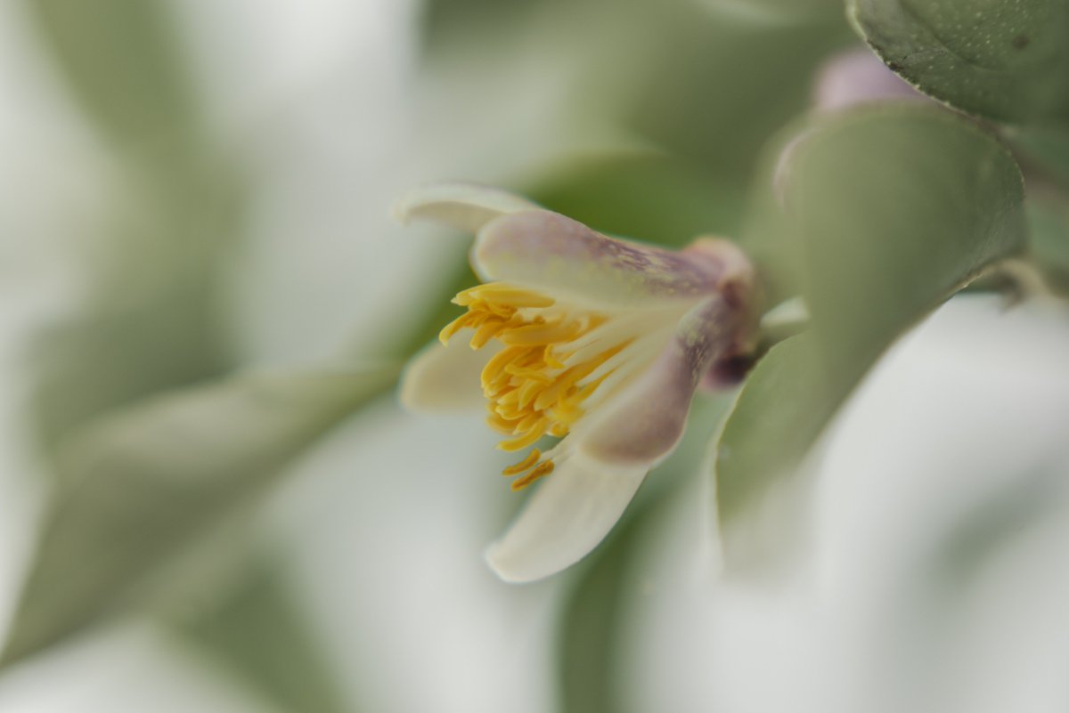 xandra_photo's tweet photo. just a #blossom on a #lemon_tree https://t.co/1529XWpYCB