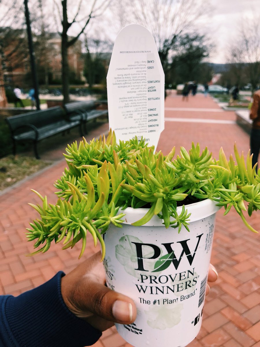 whatcandicesays's tweet photo. The Collegiate @PlantInitiative had a #PlantDrop on campus today, giving away 1,000 cute little plants and putting a huge smile on my face. More plants, better earth, happy Candice 🌿 https://t.co/VxQtxq644H