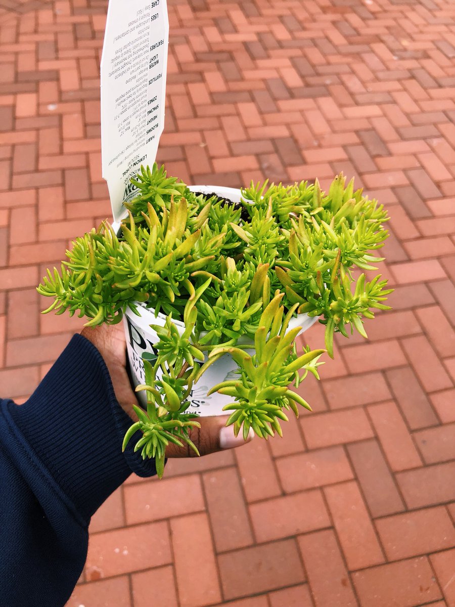whatcandicesays's tweet photo. The Collegiate @PlantInitiative had a #PlantDrop on campus today, giving away 1,000 cute little plants and putting a huge smile on my face. More plants, better earth, happy Candice 🌿 https://t.co/VxQtxq644H