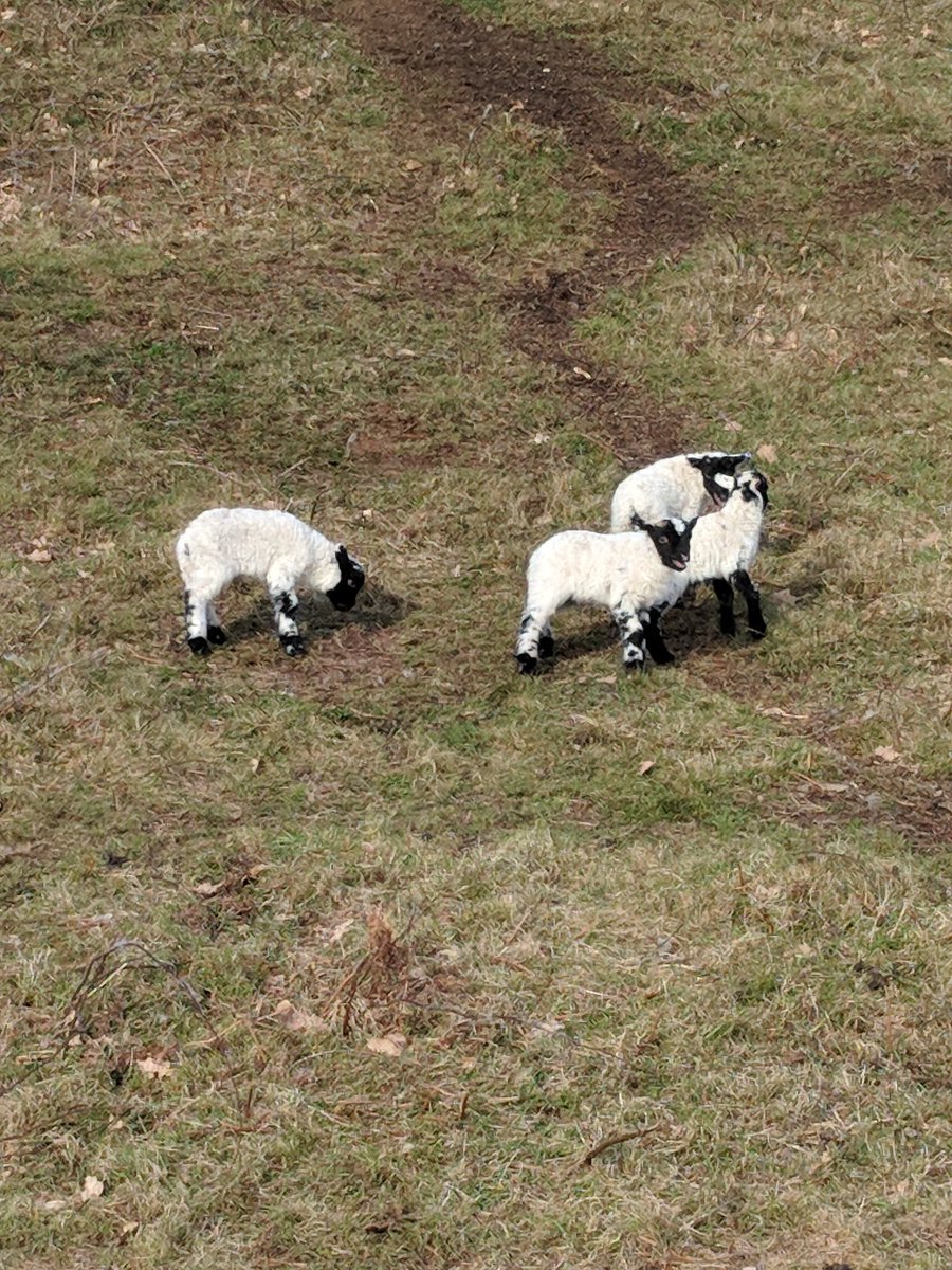 Full steam ahead with lambing now