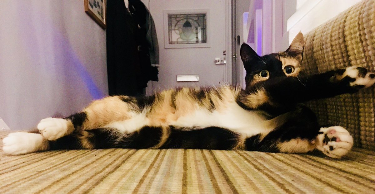 Kenickie56's tweet photo. #bigcat #bigcatsaboutthehouse just look at that belly! #indie https://t.co/jrdGMxyPji