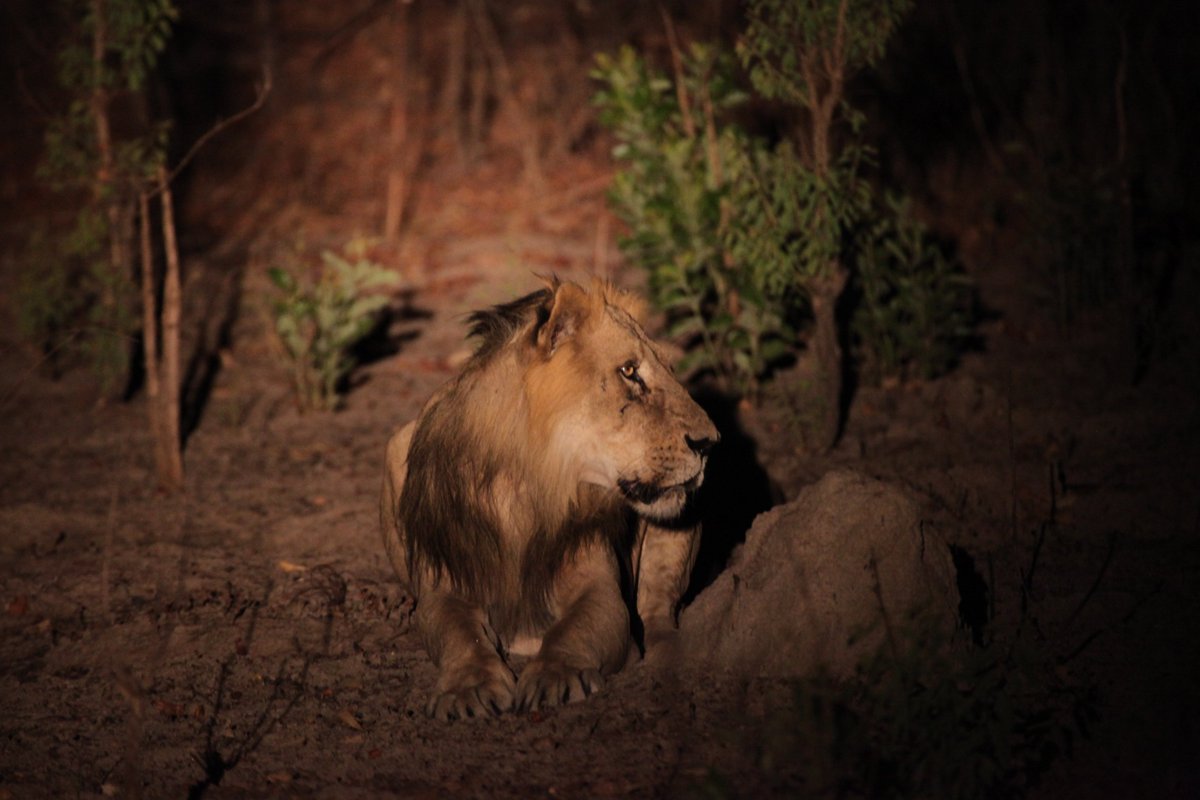 LionRecovery's tweet photo. A majestic #lion caught on camera in the Niokolo-Koba National Park in Senegal. LRF grantee @PantheraCats is working to restore lion populations in the region. Learn more about their efforts to save Senegal's last lions. Read on: https://t.co/gOvZlEuEFf (Photo: Phil Henschel) https://t.co/zbW9MSQD0v