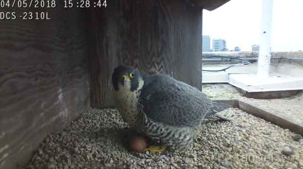 Field Museum On Twitter The Il Peregrine Falcon Cams Catch