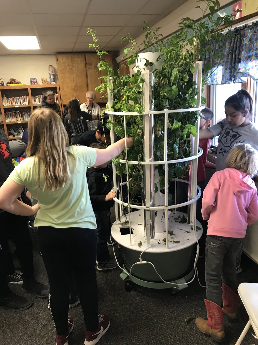 WietfeldM's tweet photo. 6th grade students sharing with 1st graders about the Grow Gardens and fish @PCElemSchool #lakeviewvikes https://t.co/G3jUpF8XGV