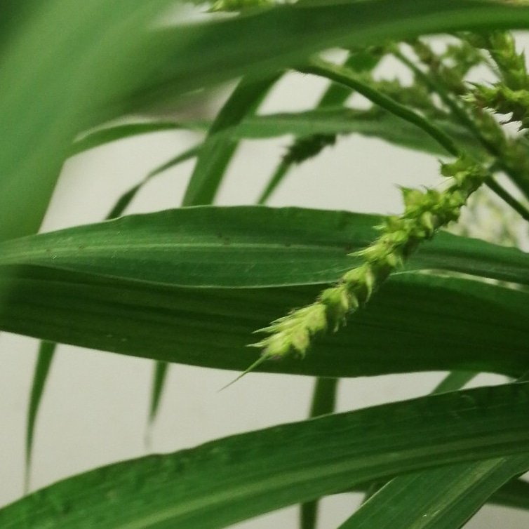 BjorkMagazine's tweet image. 🌿 #competition 🌿
.
If you are following me on any social media for #bjorkmagazine then you are #automaticly included.