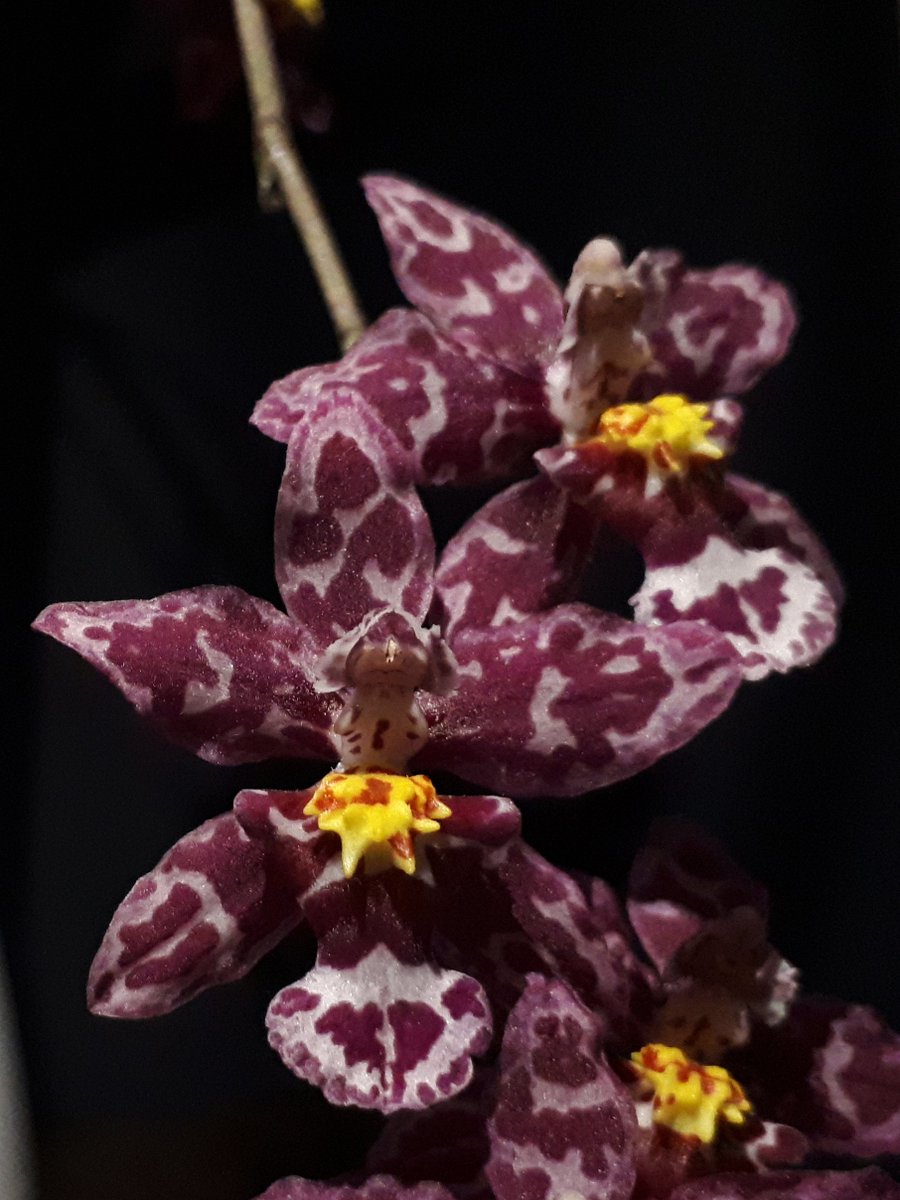 OdMorchid's tweet photo. #Cyrtocidium (Wilsonara) Kolibri
#Orchidée d'un membre OdM/ OdM member #orchid
#Photo #Pic #flower #fleur #mtl #qc https://t.co/v46fH4Xuvn