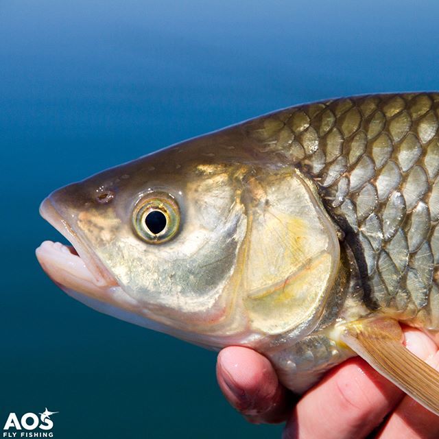 aosfishing's tweet photo. Chub Close-up 🐟 😎 #chubfish #chubfishing #döbel #flyfishingmakesyouhappy #rainbowtrout #aosfishing #flyfishing #fliegenfischen #fisherman #pescamosca #fluefiskeri #perhokalastus #vliegvissen #pescaconmosca #pechemouche #graz #styria #steiermark #onli… https://t.co/GqGoylOjFd https://t.co/SIOHoazbaf