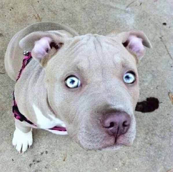 PitLoveOfficial's tweet photo. Look at those eyes..
😍😘😍

@SUFPFoundation #Pitbulls #pitbullsofinstagram https://t.co/rJUOpNJT7D
