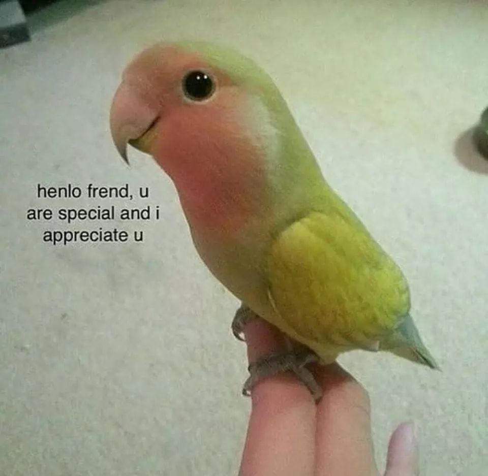 Soft Memes On Twitter Soft Cute Meme