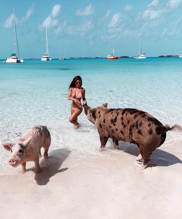 PigsofParadise's tweet photo. #TBT to #bucketlist beachy days with @nicoleisaacs on Big Major Cay ・・・ #swimmingpigs #pigsofparadise #outnow #exumadream #exuma #pigbeach #bigmajorcay #pigs #theswimmingpigs #bahamas #pigsofparadisethebook #itsbetterinthebahamas #itsbetterinexuma #photography #pigsofinstagr… https://t.co/Kt5F074D5c