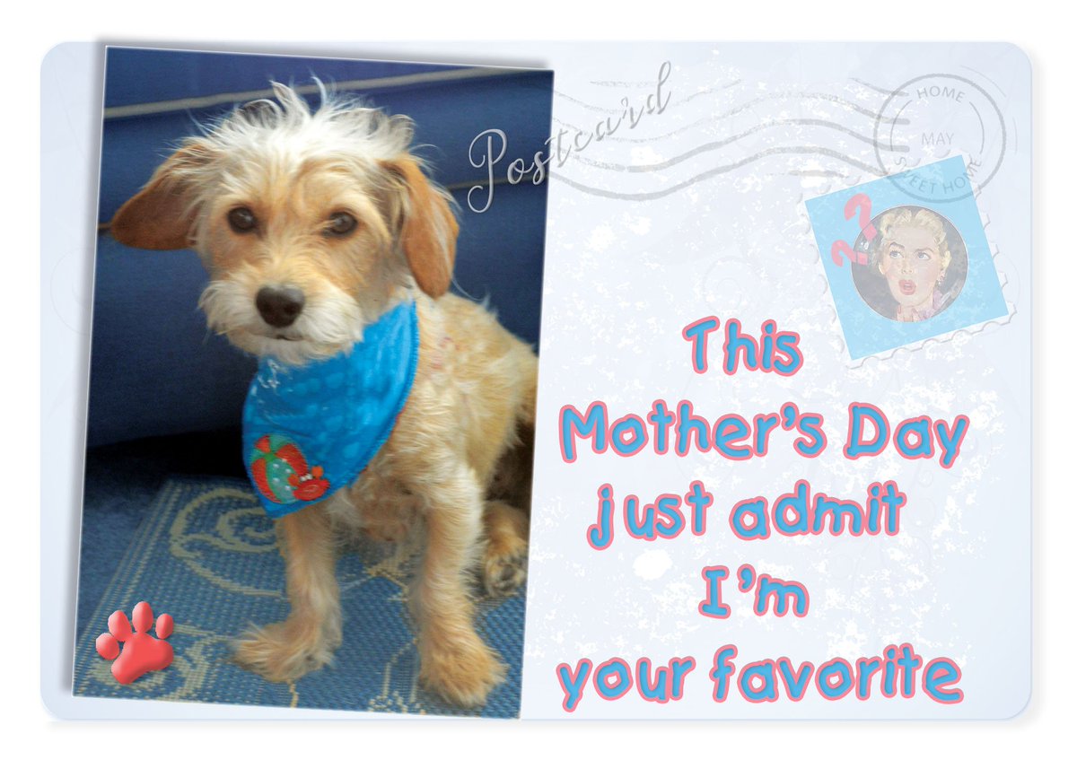 PostcardsFrDogs's tweet photo. You won't be her favorite if you forget to send her a #mothersday card. . . just sayin' https://t.co/D5B7DZyLSG #rescuedogs #dogsoftwitter #greetings #etsy #etsymntt #etsysuccess #etsytribe #shopsmall #etsyshop #bestofetsy #dogs #pets #etsychaching #ecofriendly #FloridaDogLover https://t.co/jp4ceAsotP