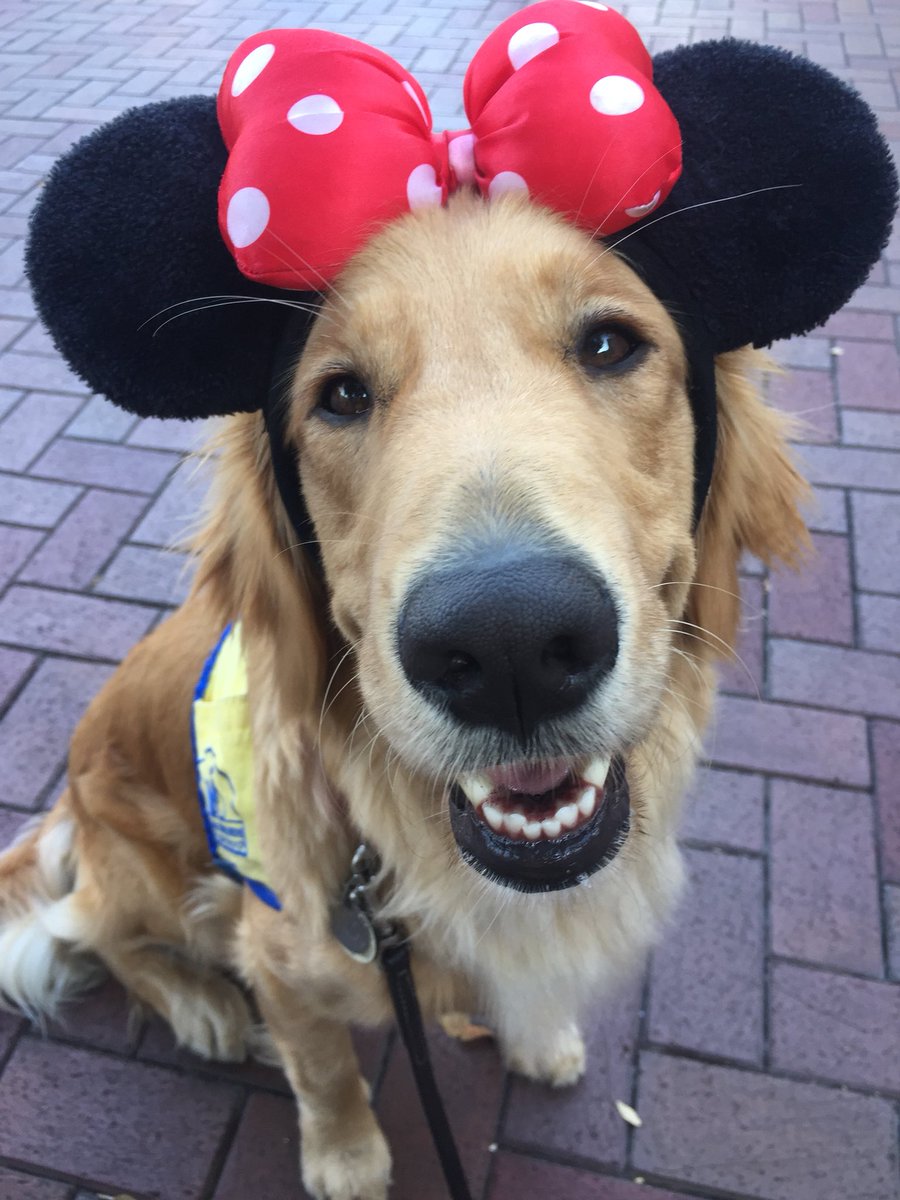 LA03's tweet photo. Happiest dog and the happiest place on earth! 💛 #TBT https://t.co/ReTr5W3Isu