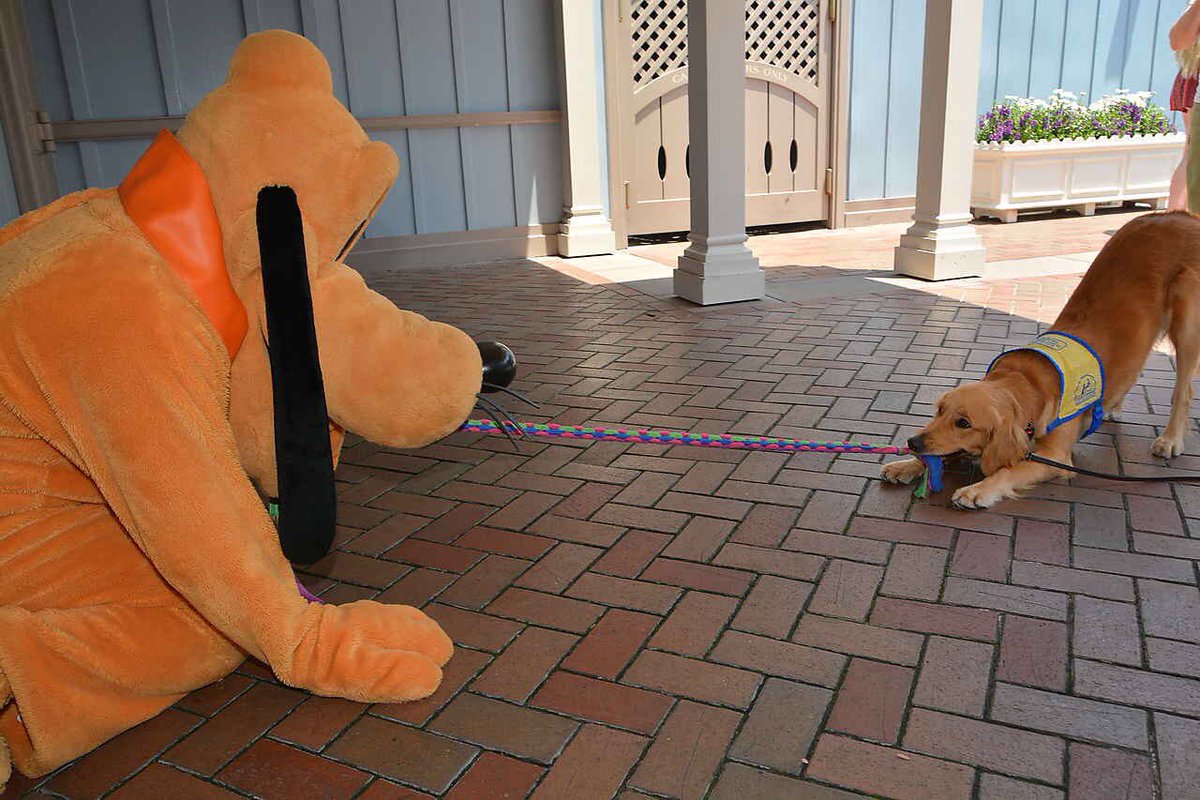 LA03's tweet photo. Happiest dog and the happiest place on earth! 💛 #TBT https://t.co/ReTr5W3Isu