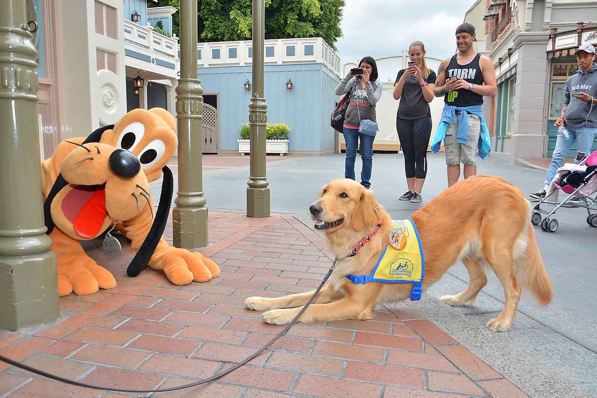 LA03's tweet photo. Happiest dog and the happiest place on earth! 💛 #TBT https://t.co/ReTr5W3Isu