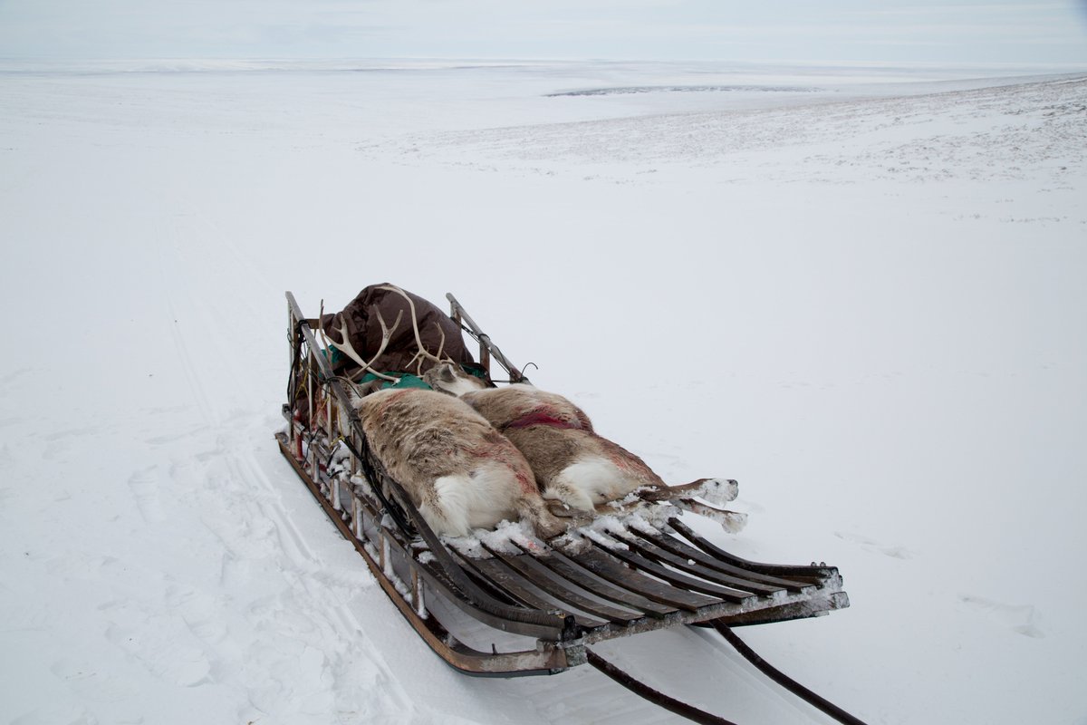 BeringLandNPS's tweet photo. Spring in Bering Land Bridge National Preserve brings snow machines, caribou hunting, warm soaks in the hot springs and majestic snow covered tundra as far as the eye can see.
NPS Photos / Lia Nydes https://t.co/xSCrtY4YlJ