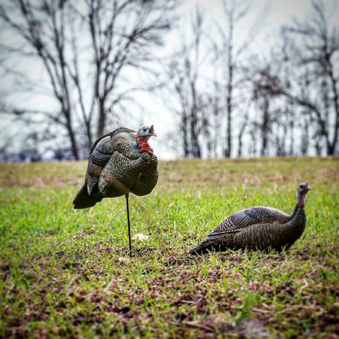 gobblestalker's tweet photo. Only a few weeks remaining until its turkey season #2k18 https://t.co/9bR98w5LbK