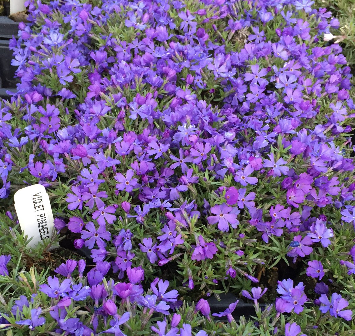 Chicagoland Grows / Chicago Botanic Garden have introduce some new creeping phlox that are real head turners. Look at the vivid color and wonderful flower shapes on 'Violet Pinwheels' in our research greenhouse. Wow!
