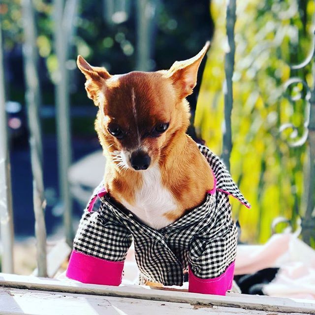 "You can usually tell that a man is good if he has a dog who loves him.” - W. Bruce Cameron
・・・
📸 credit: x.com/DogYouKnow1t ift.tt/2GDOe8L