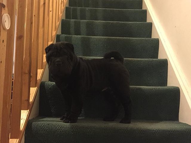 BellaAndDuke's tweet image. Esme looking great on Bella &amp;amp; Duke food, Loads of energy and her coat looks great.
.
.
.
.

#dogfood #petsgram #pets_of_instagram #petscorner #sharpei #shar_pei #sharpeilove #sharpeisofinstagram #topsharpei #sharpeilovers #sharpeipuppy #sharpeiofinstagra… ift.tt/2GCVyRT