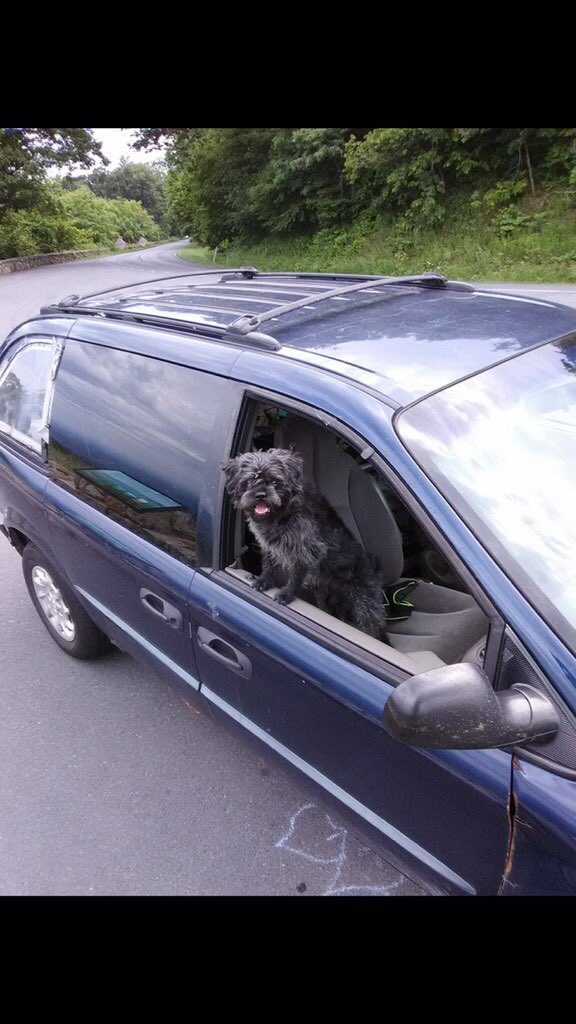 chelseastrub's tweet photo. The search is on in Carbon County for Angus -- he and his owner were in a bad accident Tuesday night and he's been missing ever since. He was last spotted on Wednesday night along Route 80 eastbound near mile marker 277. @WNEP https://t.co/PPF5xNXVhl