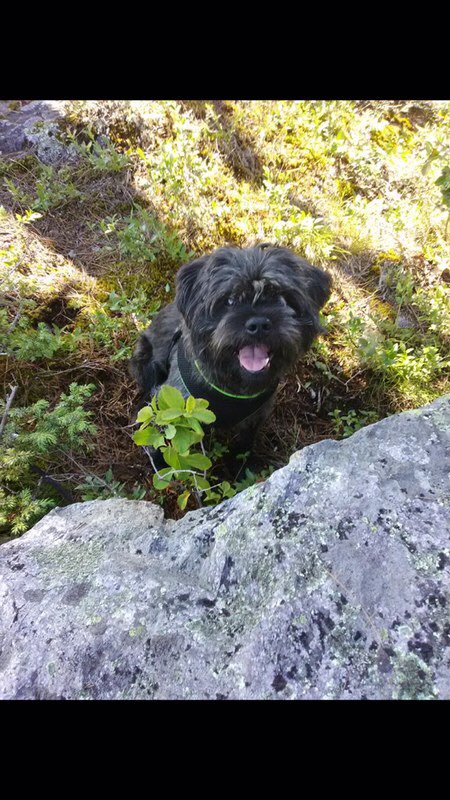 chelseastrub's tweet photo. The search is on in Carbon County for Angus -- he and his owner were in a bad accident Tuesday night and he's been missing ever since. He was last spotted on Wednesday night along Route 80 eastbound near mile marker 277. @WNEP https://t.co/PPF5xNXVhl