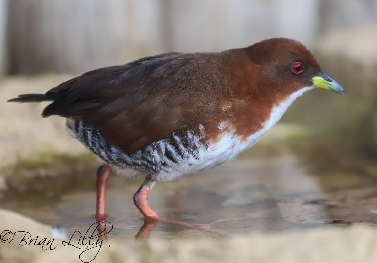brglilly's tweet image. Red and white Crake native to South America @NewquayZoo #Crake #bird
