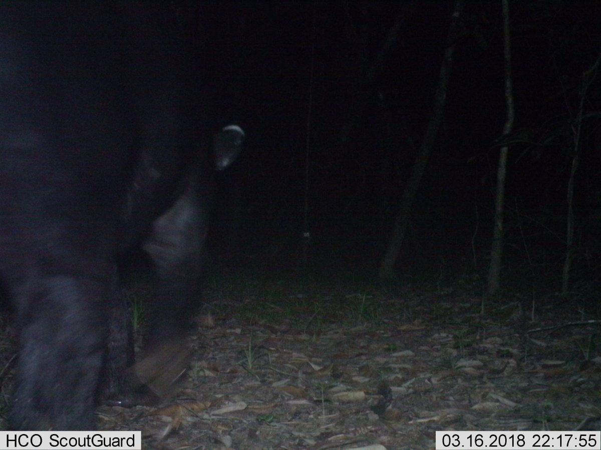 HiddenValley1nn's tweet photo. A very rare sighting! Any idea what it is?
#nature #jungle #mountainpineridge #mayamountains #wildlife #belize https://t.co/ySHKojGiML