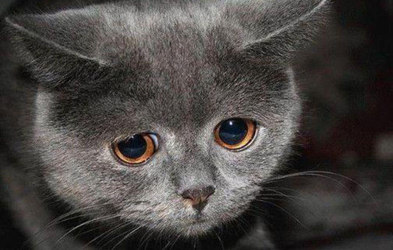 Плачущий котик