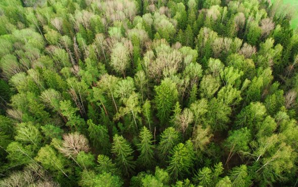 "The idea calls for massive plantations of trees and other crops to draw carbon dioxide out of the air... Some experts worry that the models could mislead policymakers into believing there’s a definite 'out'."

scientificamerican.com/article/tree-f…