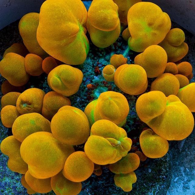 PolypLab's tweet photo. Bouncy Bouncy from our friends @uniquecorals! #polyplabccc #polyplab https://t.co/44ocp16IET https://t.co/EMAyXwg4Xt