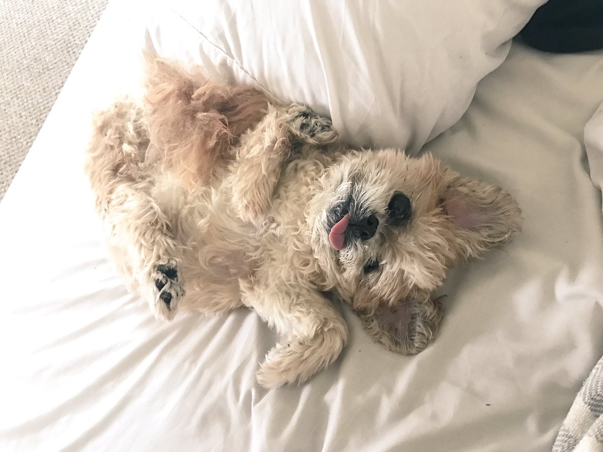 MarnieTheDog's tweet image. Good marnieing