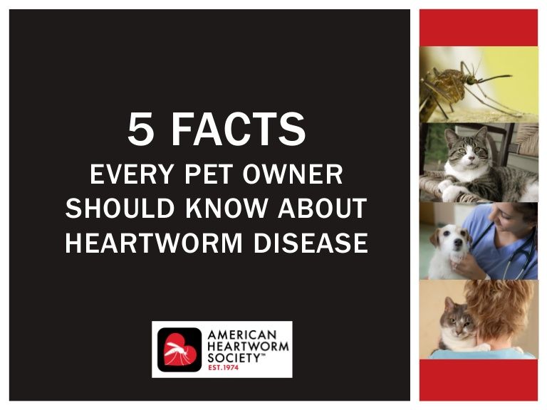 AHS_Think12's tweet photo. 5 facts everyone should know about heartworm disease
https://t.co/gZoTXApSDt https://t.co/HqQB9oquve