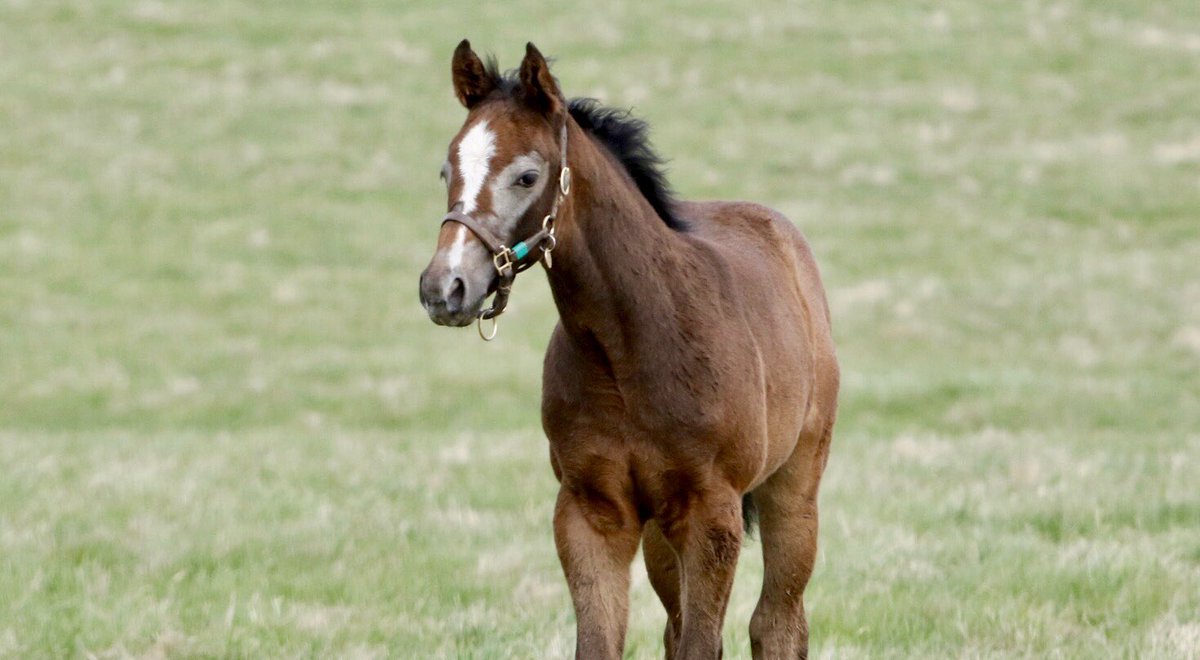 LanesEndFarms's tweet photo. No question this stunning Liam’s Map filly will end up gray #changingcolor https://t.co/O0qWxf7gAn