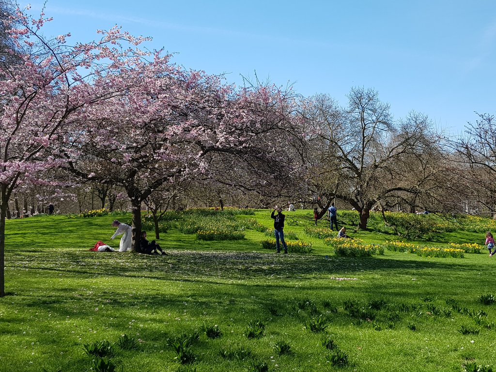 ap_doubleu's tweet photo. Blossom in St James's Park #WalkToWork https://t.co/JhdAOCSiBJ