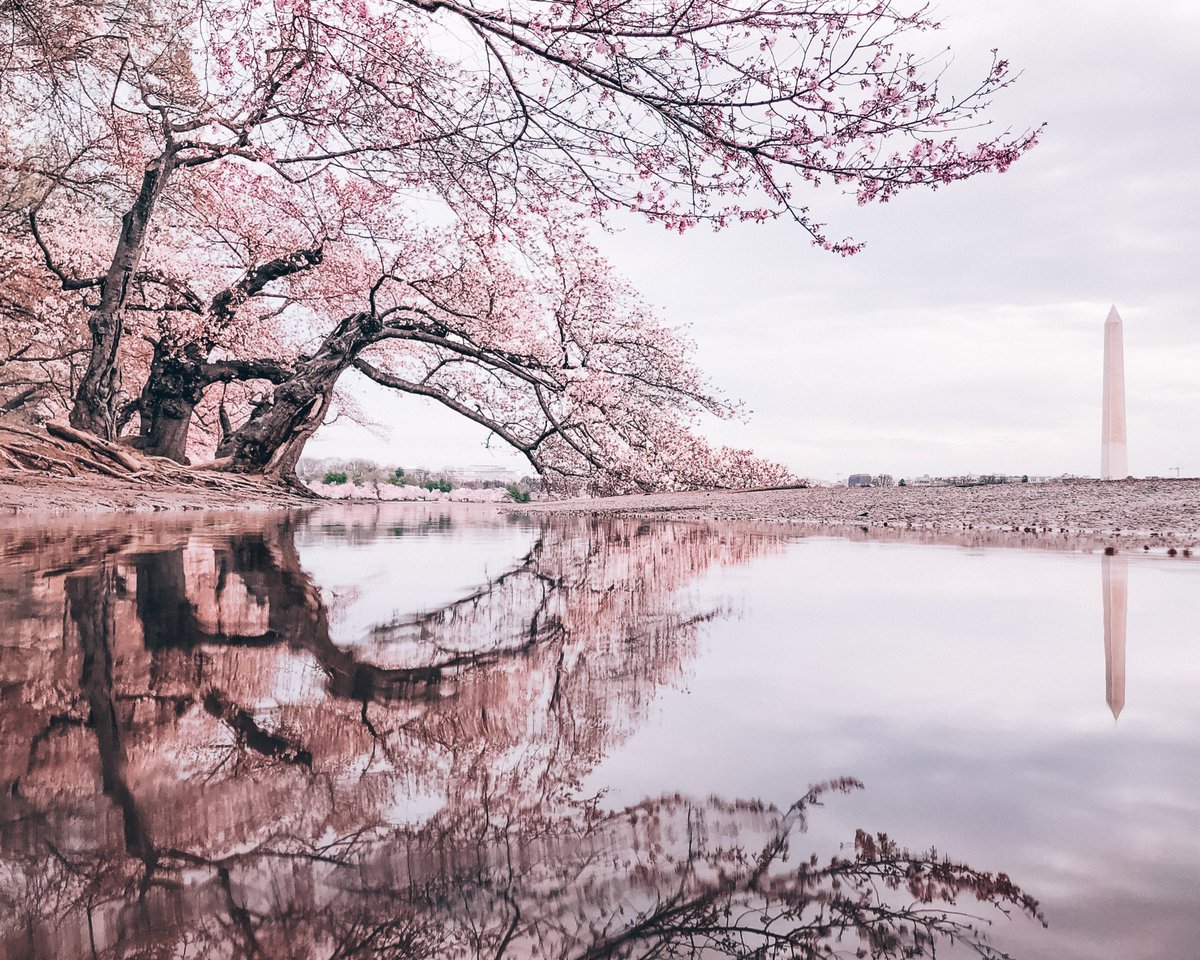 dccitygirl_'s tweet photo. The Tidal Basin is in bloom! #CherryBlossomDC #BlossomMoments18 @TheNationalMall @NationalMallNPS @washingtondc @washingtonian @USInterior @NBCNews @ABC @CherryBlossFest @capitalweather @WTOP @washingtonpost https://t.co/bEiMBAPg5g