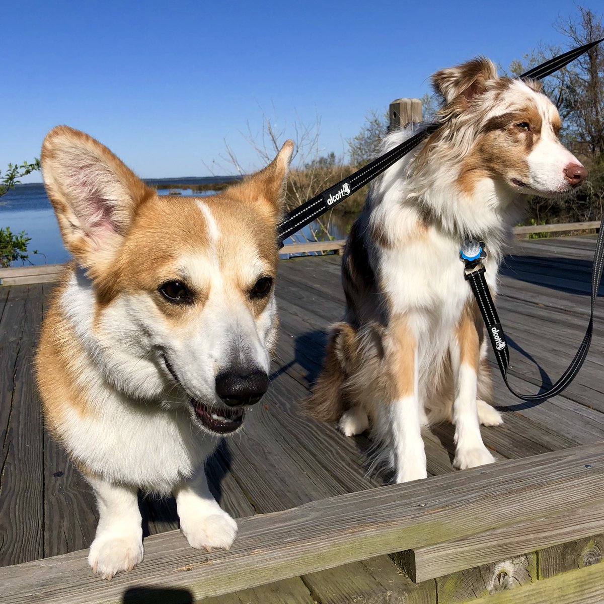 CorgiTrouble's tweet image. 