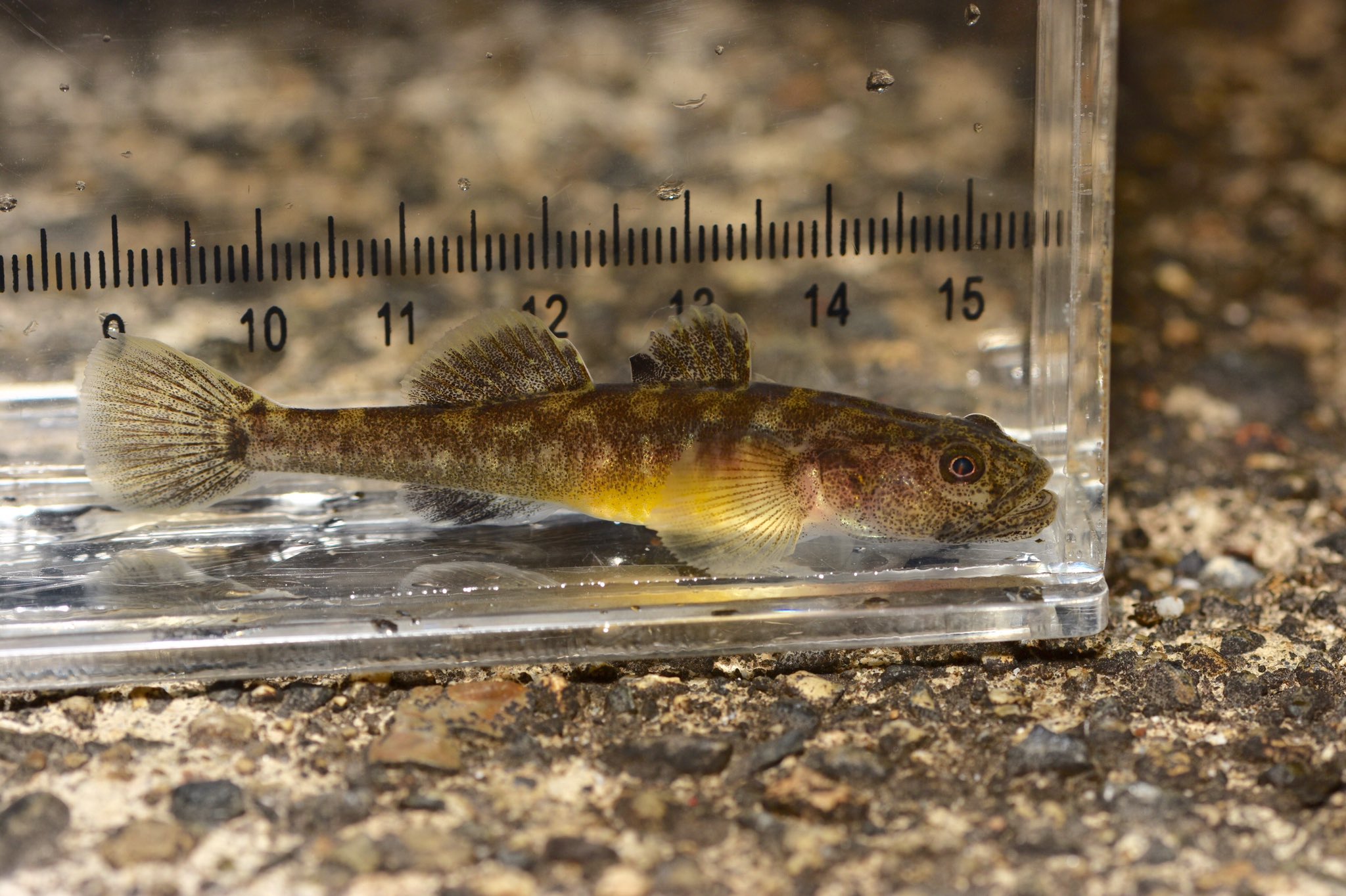 O Xrhsths 紀伊原人 Sto Twitter 頭の向きバラバラやけど ここ数日で出会った琵琶湖の在来魚たち 特にイサザは感動した 一緒に行ってくれた皆さん ヒントをくれた皆さんありがとうございました イサザ 固有種 カジカ 小卵 湖沼陸風個体群 ビワヒガイ