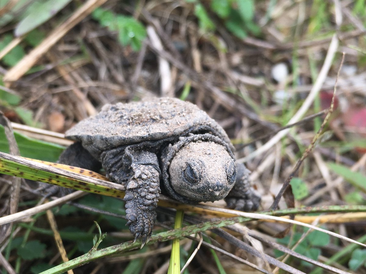 ParksCanada's tweet photo. Calling all turtle lovers! 📢 @BrucePNP needs YOUR help protecting #turtles 🐢 🛡️. Don’t be ‘shell-fish’, sign up today and become a #turtletracker! 🐢 🛰️ https://t.co/8pMFJKqMHM #iliketurtles https://t.co/8xOodPvIa7