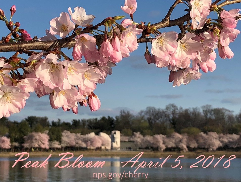 Mom Nature put us through the wringer this year - roller coaster temps, wind storms, late season snow - but she always comes through! Best viewing of the Yoshino trees will be for the next 4-7 days, but under ideal conditions they can hold their blossoms for up to two weeks.