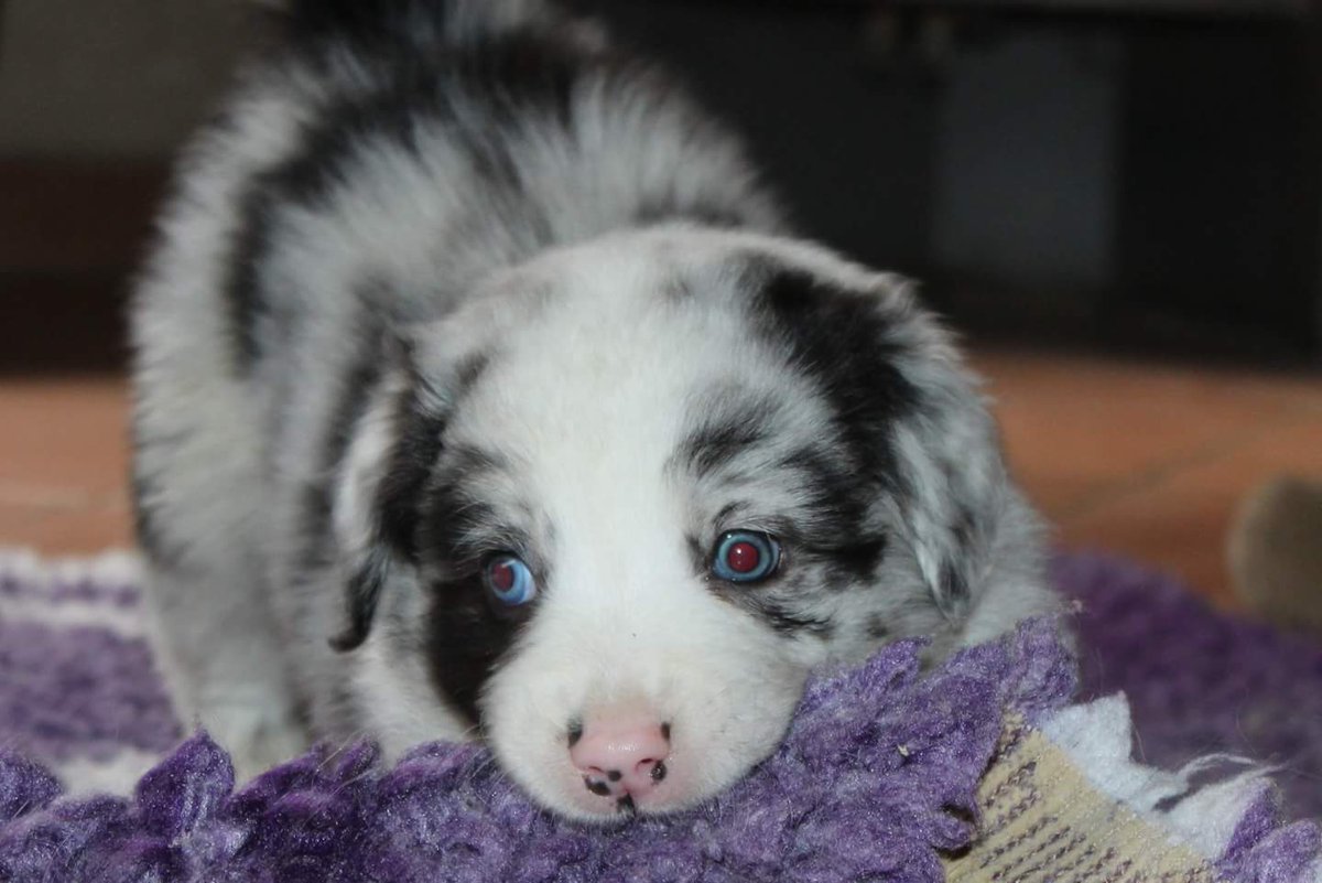 bi merle aussie