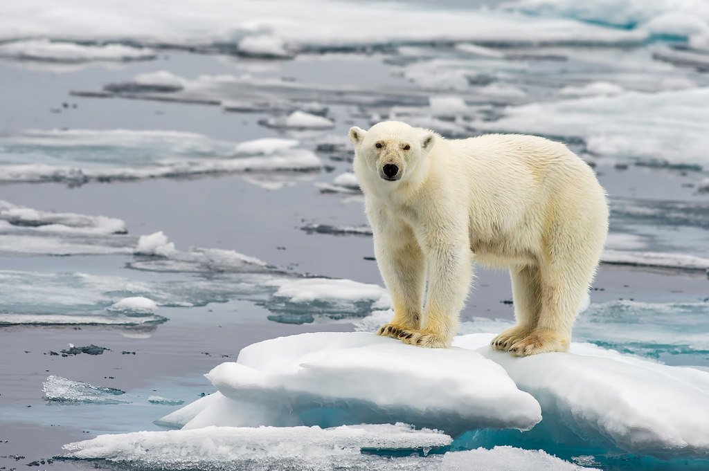 HablemosHn's tweet photo. El hielo del Ártico podría desaparecer aun si limitamos el calentamiento global en 2°C. Lograr meta de 1.5°C ayudaría a conservarlo. Mira esta investigación: https://t.co/SL1VvlqOrb https://t.co/mYgC38jHcg